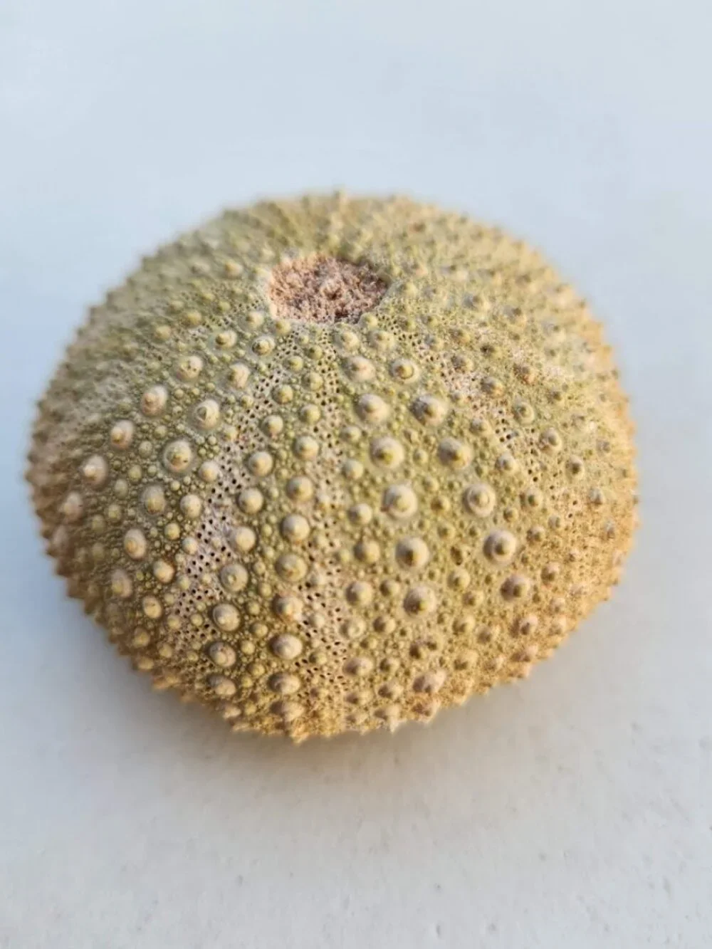 Whole Sea Urchin Fossil Shell Gems and Minerals Rocks Fossils Decor Nautical Nic
